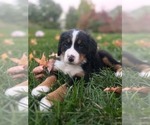 Puppy Nora Bernese Mountain Dog