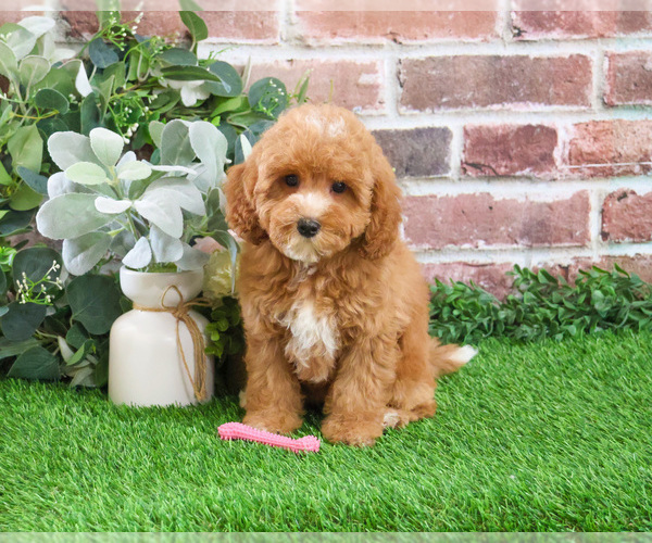 Medium Photo #10 Cavapoo (Miniature) Puppy For Sale in SYRACUSE, IN, USA