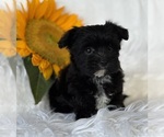 Small #6 Morkie