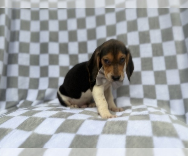 Medium Photo #5 Beagle Puppy For Sale in LAKELAND, FL, USA