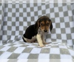 Small #4 Beagle