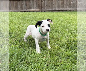 American Staffordshire Terrier-Unknown Mix Dogs for adoption in Holly Springs, NC, USA