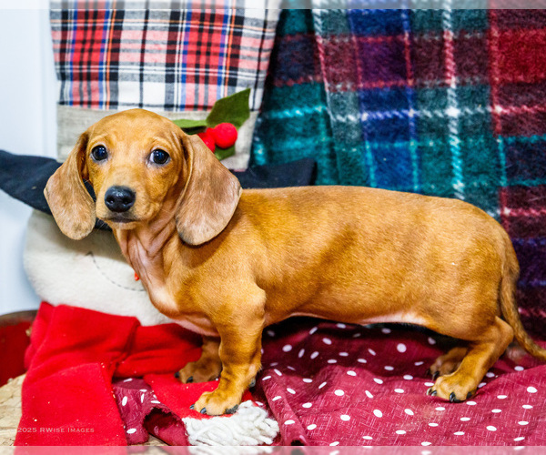 Medium Photo #16 Dachshund Puppy For Sale in WAKARUSA, IN, USA