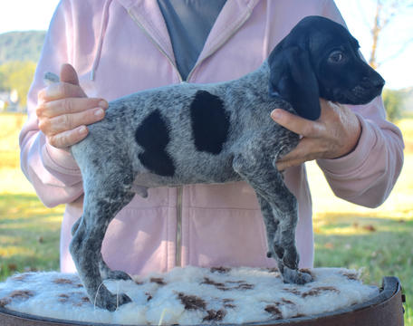 Medium Photo #2 German Shorthaired Pointer Puppy For Sale in GAINESVILLE, GA, USA