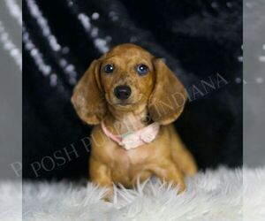 Dachshund Puppy for sale in WARSAW, IN, USA