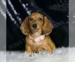 Small Dachshund