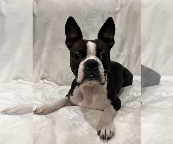 Medium Photo #1 Boston Terrier Puppy For Sale in SNOHOMISH, WA, USA