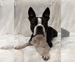 Small Photo #1 Boston Terrier Puppy For Sale in SNOHOMISH, WA, USA
