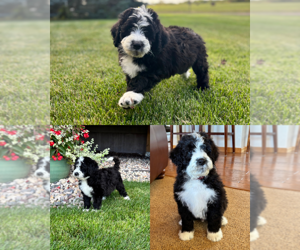 Medium Photo #3 Bernedoodle Puppy For Sale in POPLAR, WI, USA
