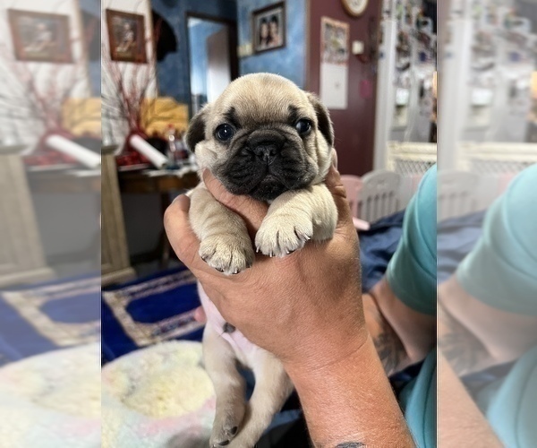 Medium Photo #3 French Bulldog Puppy For Sale in BLUEFIELD, WV, USA