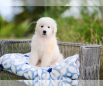 Small #2 Great Pyrenees