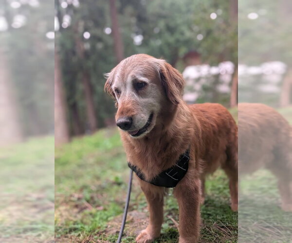 Medium Photo #3 Golden Retriever Puppy For Sale in Bellingham, WA, USA