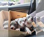 Small #3 American Bully