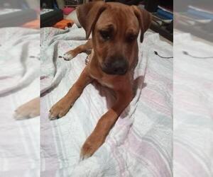 Labrador Retriever-Unknown Mix Dogs for adoption in San Antonio, TX, USA