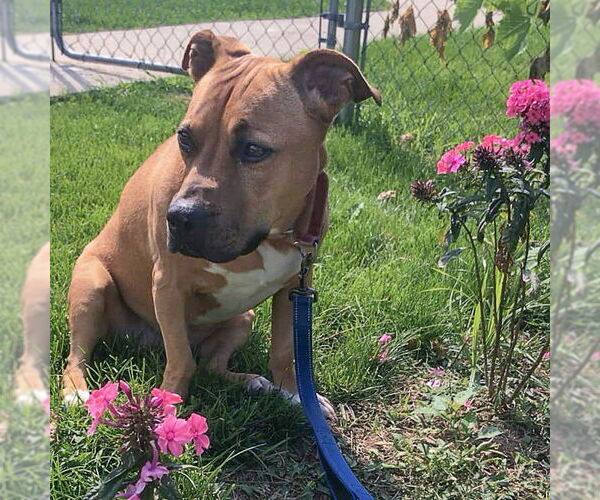 Medium Photo #9 American Staffordshire Terrier-Basset Hound Mix Puppy For Sale in Huntley, IL, USA