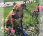 Small #8 American Staffordshire Terrier-Basset Hound Mix