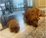 Small #35 Golden Retriever