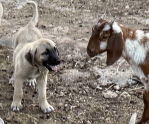 Anatolian Shepherd Puppy for sale in MOUNTAIN HOME, TX, USA