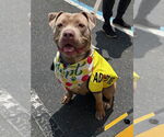 Small #2 American Pit Bull Terrier