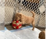 Small Photo #10 Goldendoodle Puppy For Sale in MODESTO, CA, USA