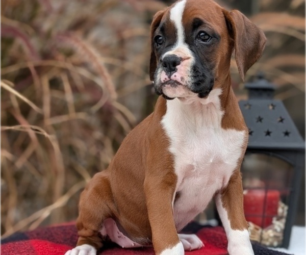 Medium Photo #69 Boxer Puppy For Sale in GOSHEN, IN, USA