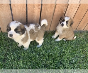 Saint Bernard Puppy for sale in SAN BERNARDINO, CA, USA