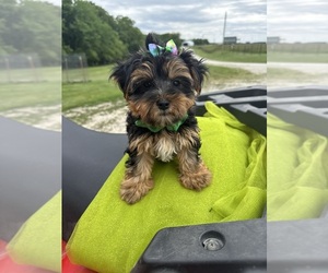 Yorkshire Terrier Puppy for sale in LANCASTER, MO, USA
