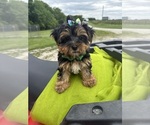 Image preview for Ad Listing. Nickname: THEO