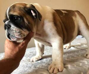 Bulldog Puppy for Sale in LITTLEROCK, California USA
