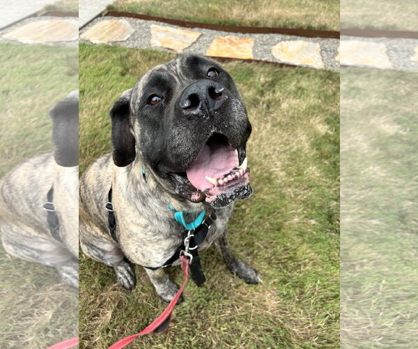Medium Photo #1 Mastiff Puppy For Sale in McMinnville, OR, USA