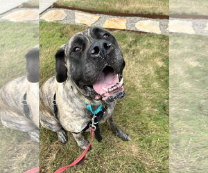 Mastiff Dogs for adoption in McMinnville, OR, USA