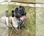 Small Mastiff