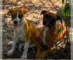 Small #2 Boxer