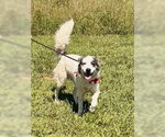 Small Great Pyrenees Mix