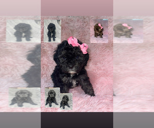 Cockapoo (Miniature) Puppy for sale in KANAWHA, IA, USA