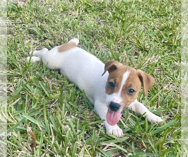 Medium Photo #1 Jack Russell Terrier Puppy For Sale in FORT PIERCE, FL, USA