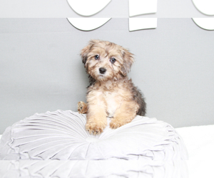 Poodle (Miniature)-ShihPoo Mix Puppy for sale in MARIETTA, GA, USA