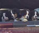 Image preview for Ad Listing. Nickname: Litter of 6