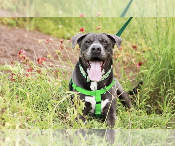 Medium Photo #12 American Staffordshire Terrier-Labrador Retriever Mix Puppy For Sale in Holly Springs, NC, USA