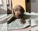 Puppy Goose Labrador Retriever