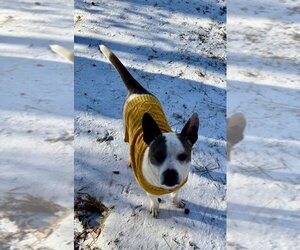 Rat Terrier-Unknown Mix Dogs for adoption in Shreveport, LA, USA