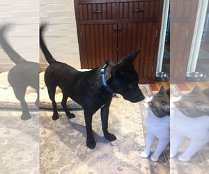 Mutt Dogs for adoption in Tarrytown, GA, USA