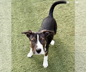 Jack Russell Terrier Dogs for adoption in GILBERTS, IL, USA