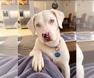 Aussiedor Dogs for adoption in Euless, TX, USA