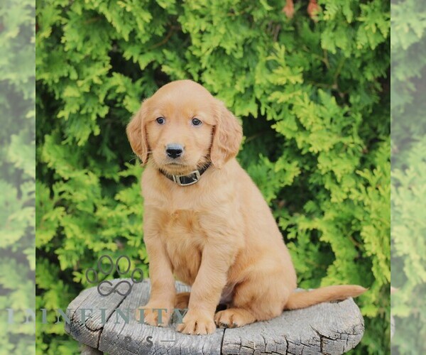 Medium Photo #3 Golden Irish Puppy For Sale in BLAIN, PA, USA
