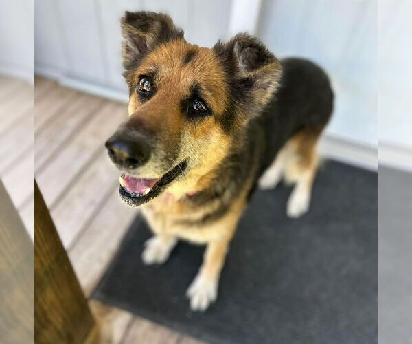 Medium Photo #1 German Shepherd Dog Puppy For Sale in West Palm Beach, FL, USA