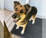 Small German Shepherd Dog