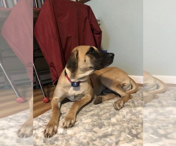 Medium Photo #1 Black Mouth Cur Puppy For Sale in AUBURN, NY, USA