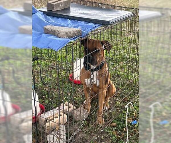 Medium Photo #2 Boxer Puppy For Sale in  Katy, TX, USA