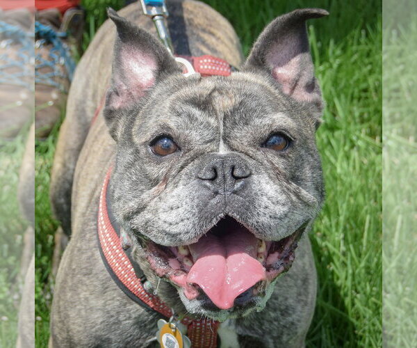 Medium Photo #1 French Bulldog Puppy For Sale in Huntley, IL, USA